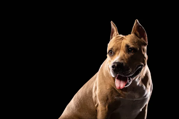 Rode Amerikaanse Pit Bull Terrier Zwarte Achtergrond Kopiëren Van Ruimte — Stockfoto