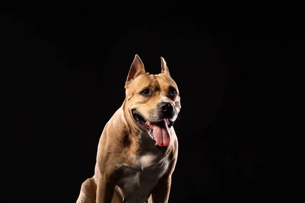 Red American Pit Bull Terrier Black Background — Stock Photo, Image