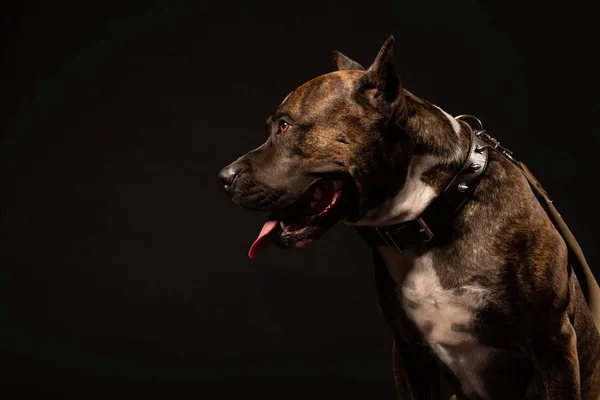 Portrét Happy American Staffordshire Teriér Pes Izolovaný Černém Pozadí Pohled — Stock fotografie
