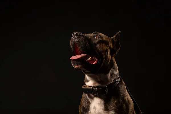 Mutlu Amerikan Staffordshire Teriyer Köpeğinin Portresi Kara Arka Plan Görüş — Stok fotoğraf