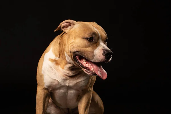 Red American Pit Bull Terrier Black Background — Stock Photo, Image