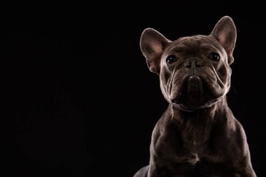 Siyah arka plan üzerine siyah Fransız buldozer portre. Kopya alanı