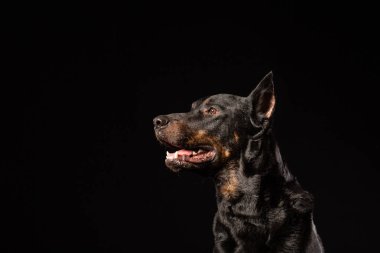 Doberman Pinscher köpek duran ve yan görünüm izole siyah arka plan üzerine onun önünde arıyorsunuz. Kopya alanı