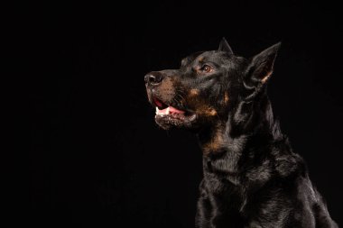 Doberman Pinscher köpek duran ve yan görünüm izole siyah arka plan üzerine onun önünde arıyorsunuz. Kopya alanı