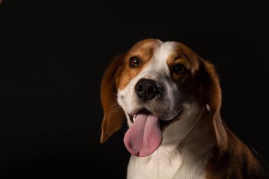 Siyah arka plan üzerine genç beagle köpek portresi
