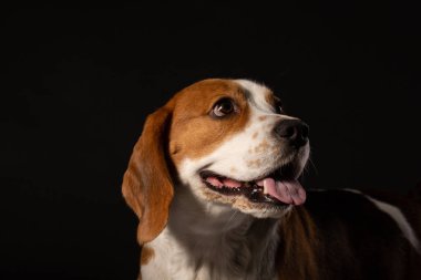 Siyah arka plan üzerine genç beagle köpek portresi