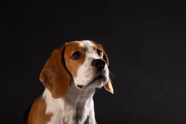Siyah arka plan üzerine genç beagle köpek portresi