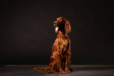 Kırmızı İrlandalı Setter vurdu siyah arka plan .studio nefes nefese portresi
