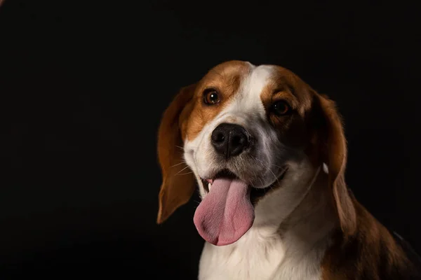 Portret Młodego Beagle Pies Czarnym Tle — Zdjęcie stockowe
