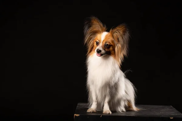 Closeup Retrato Surpreendido Branco Papillon Dog Fundo Preto — Fotografia de Stock