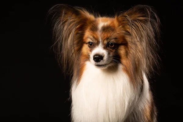 Closeup Retrato Surpreendido Branco Papillon Dog Fundo Preto — Fotografia de Stock