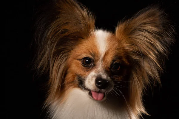 Primer Plano Retrato Sorprendido Blanco Papillon Perro Sobre Fondo Negro — Foto de Stock