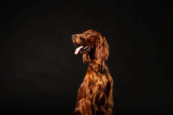 Portrait Red Irish Setter Panting Black Background Studio Shot — Stock Photo, Image