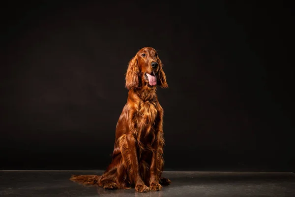 Portrait Red Irish Setter Panting Black Background Studio Shot — Stock Photo, Image