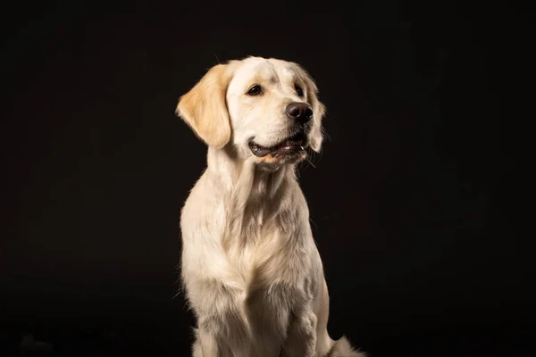 Piękny Beżowy Pies Retriever Labrador Siedzi Przed Odizolowanym Czarnym Tłem — Zdjęcie stockowe