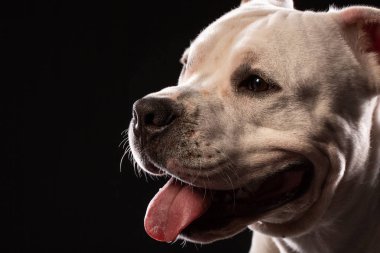 Çukur boğa köpek portre yakın siyah arka plan ile Studio