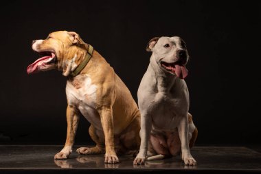 İki Amerikan Staffordshire Teriyer Köpeği yan yana oturuyor ve izole edilmiş Siyah Arka plan 'da patilerine dokunuyor.