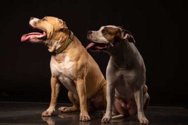 İki Amerikan Staffordshire Teriyer Köpeği yan yana oturuyor ve izole edilmiş Siyah Arka plan 'da patilerine dokunuyor.