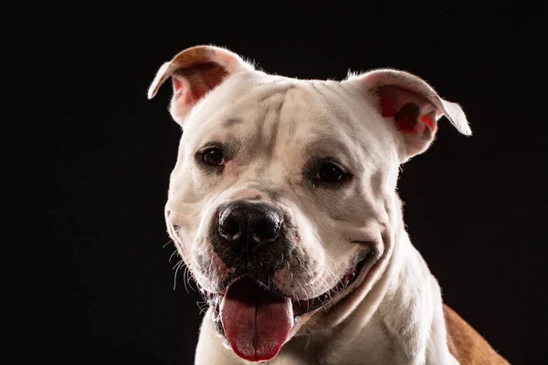 Porträt Eines Pitbull Hundes Großaufnahme Studio Mit Schwarzem Hintergrund — Stockfoto