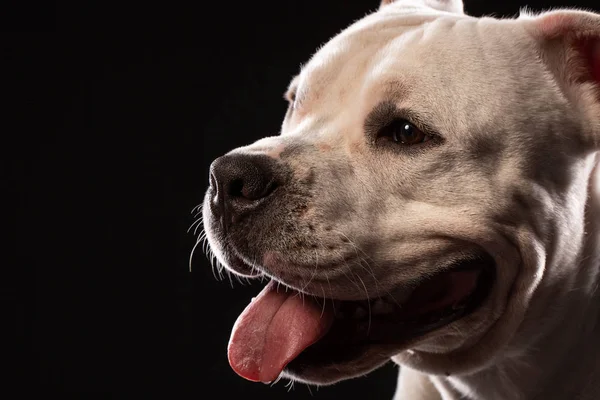 Pit Bull Pies Portret Zbliżenie Studio Czarnym Tłem — Zdjęcie stockowe