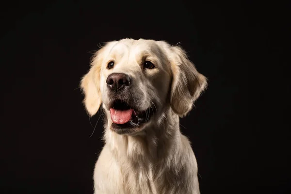 Piękny Beżowy Pies Retriever Labrador Siedzi Przed Odizolowanym Czarnym Tłem — Zdjęcie stockowe