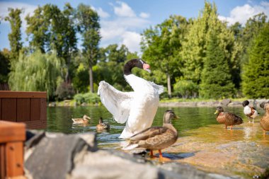 Yaban ördeği drake bob kanatları güneşli gün ve etrafında sıçramasına su Nehri üzerinde. Tüyler backlight. Havadaki Waterdrops.