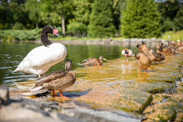 Маллард Дрейк качает крылья на реке в солнечный день и брызгает водой. Подсветка на перьях. Капли воды в воздухе
.