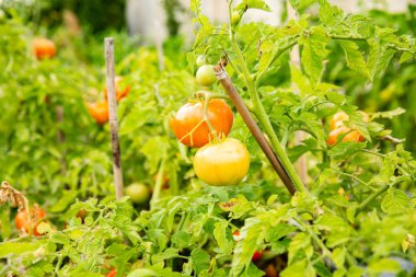 Domates bir dalda şarkı söyleyecek. Tarım