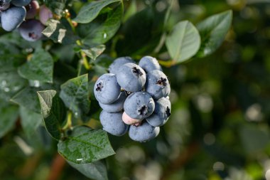 Organik taze yaban mersini Bush. arka kapatmak