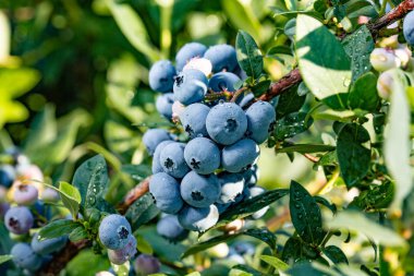 Organik taze yaban mersini Bush. arka kapatmak