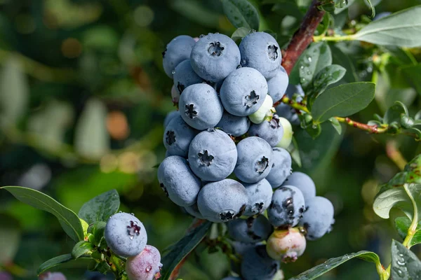 Fresh Organic Blueberries on the bush. close up background