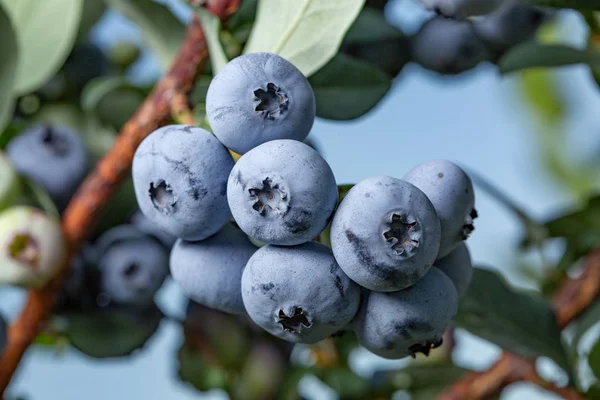 Fresh Organic Blueberries on the bush. close up background