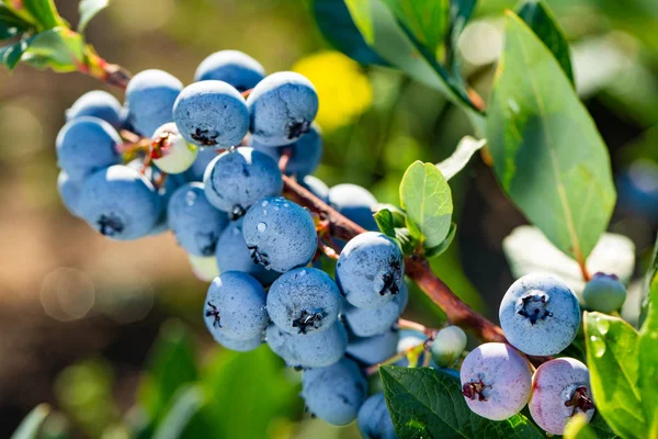 Bleuets Biologiques Frais Sur Buisson Arrière Plan Rapproché — Photo