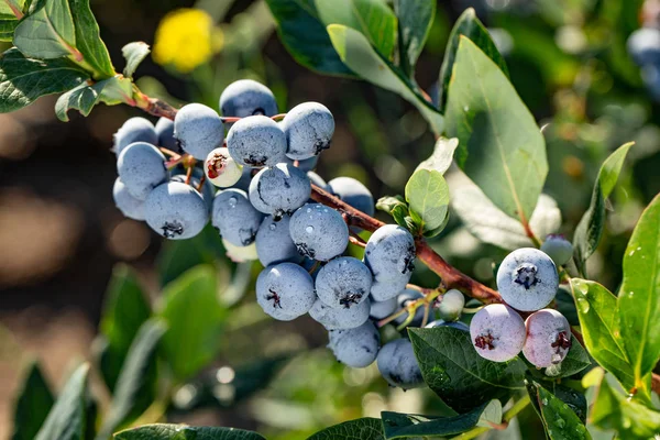 Bleuets Biologiques Frais Sur Buisson Arrière Plan Rapproché — Photo