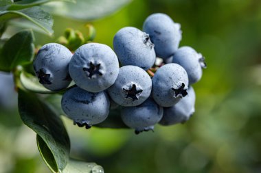 Organik taze yaban mersini Bush. arka kapatmak