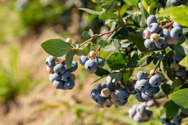 Organik taze yaban mersini Bush. arka kapatmak