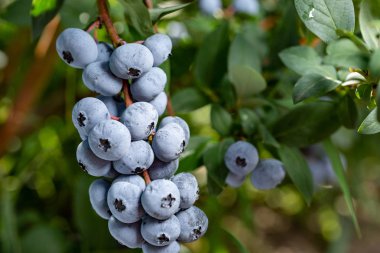 Organik taze yaban mersini Bush. arka kapatmak