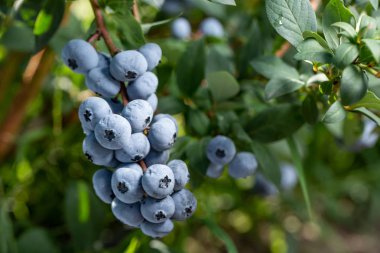 Organik taze yaban mersini Bush. arka kapatmak