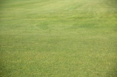 Taze bahar yeşil çim arka plan. Yeşil çimler. Uzay kopyalayın. Çim Ekimi
