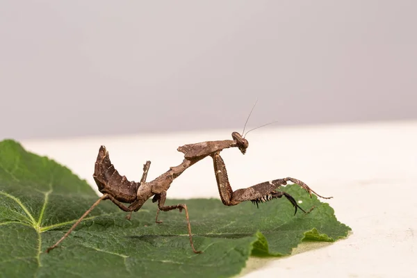 brown praying mantis or mantid very close up Latin name mantis religiosa settled on a gerbera leaf in summer