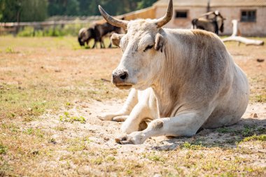Albino buffalo ya da beyaz buffalo, kapat, yüz ve vücut ile alan arka plan üzerinde güzel boynuz bak kameraya