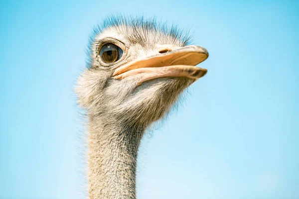 Ostrich Bird Head Neck Front Portrait Park Sky Background — Stock Photo, Image