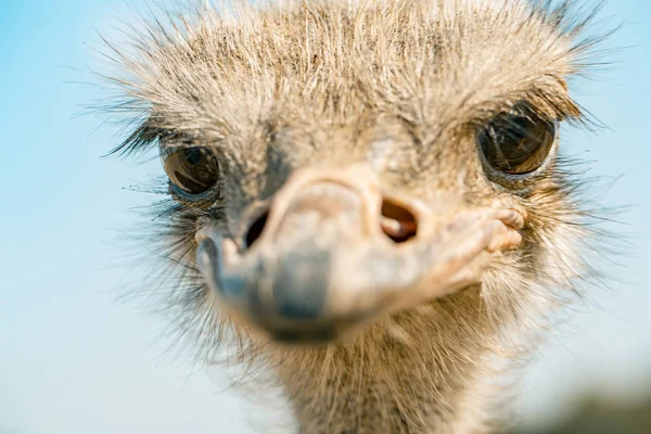 ostrich bird head and neck front portrait in the park over sky background