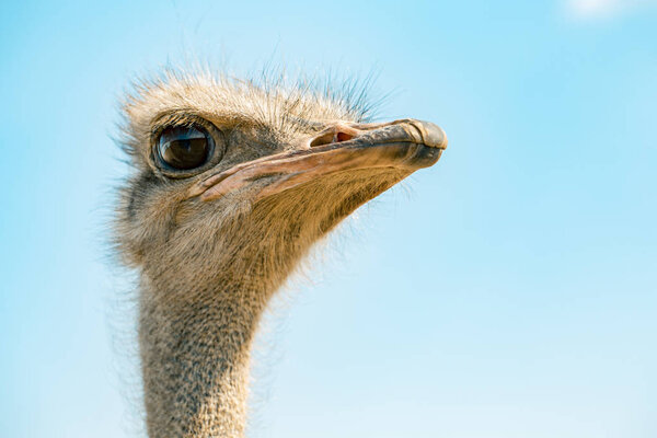 ostrich bird head and neck front portrait in the park over sky background