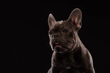 Yakın çekim portre, komik gülümsedi Fransız Bulldog köpek ve merakla bakıyor, ön görüntülemek, göl kenarında siyah arka plan üzerine