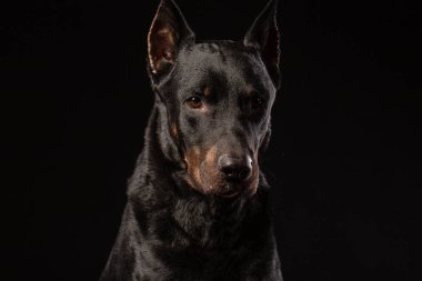 Güzel bir Doberman Pinscher portresi. Stüdyo headshot.