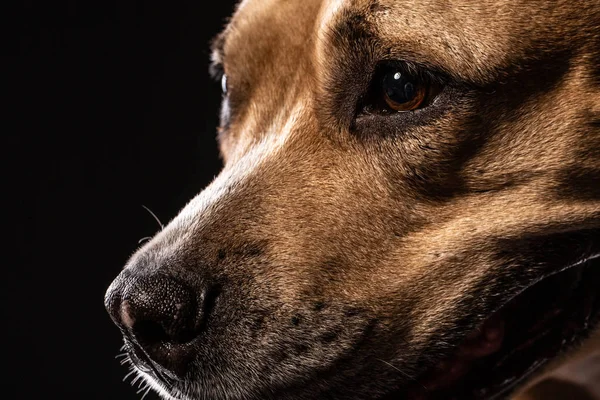 Portrait Red American Staffordshire Terrier Dog Looking Isolated Black Background — Stock Photo, Image