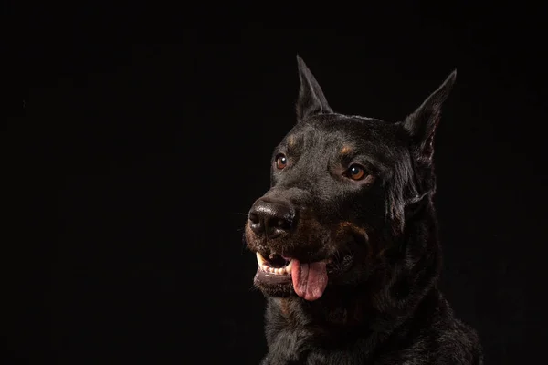 Retrato Hermoso Doberman Pinscher Estudio Headshot — Foto de Stock