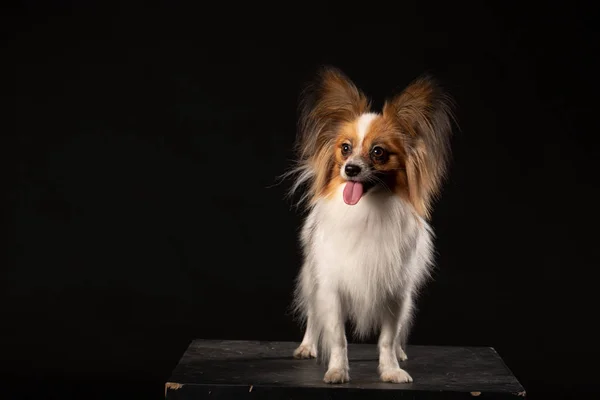 Retrato Cão Borboleta Papillon Fundo Preto — Fotografia de Stock