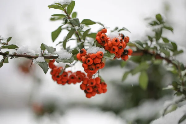 Röda Klasar Rowan Täckt Med Den Första Snön Sorbus Dacica — Stockfoto